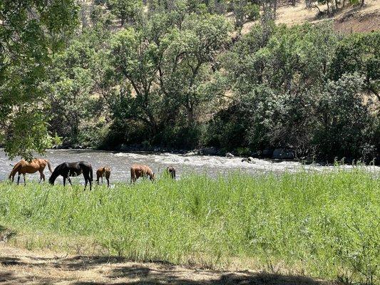 River, wild horses, herons, river otters- awesome