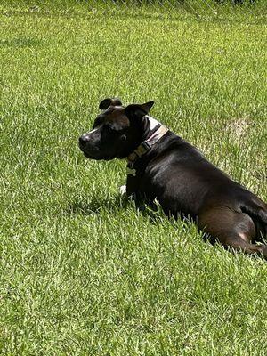 Lilly's 1st day in actual Grass! NC