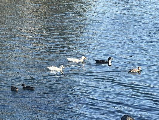 Ducks in the lake