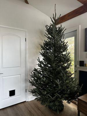 Beautiful 8' Fraser Fir