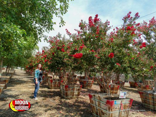 Crape Myrtle