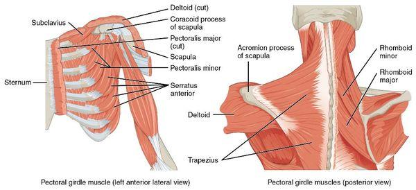 Stabilization of the Pectoral Girdle