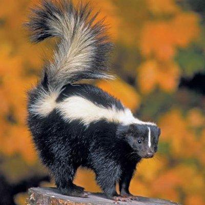 Skunk Removal Services