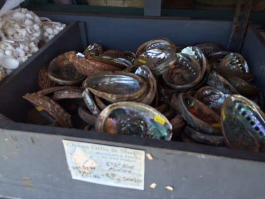 Abalone ashtrays