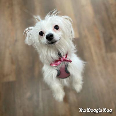 Dog Lovers always on duty at The Doggie Bag, Lakeland's Favorite Pet Boutique!