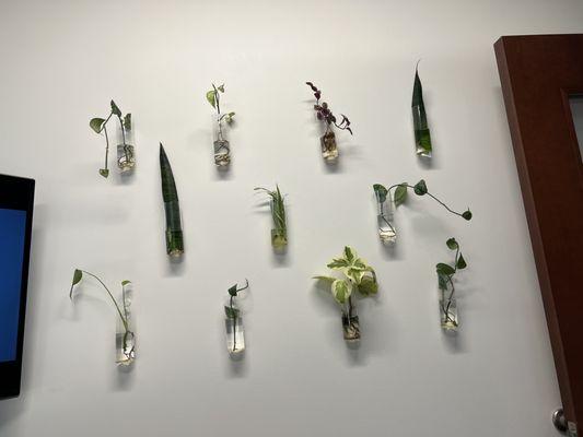 Wall of plants tended to by the good dentist's wife. Not your typical dentist appointment.