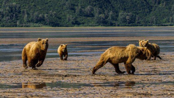 Momma chasing off a stranger