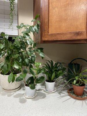 More plants from Eric's!