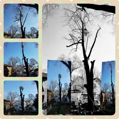 Stages of a tree take down.