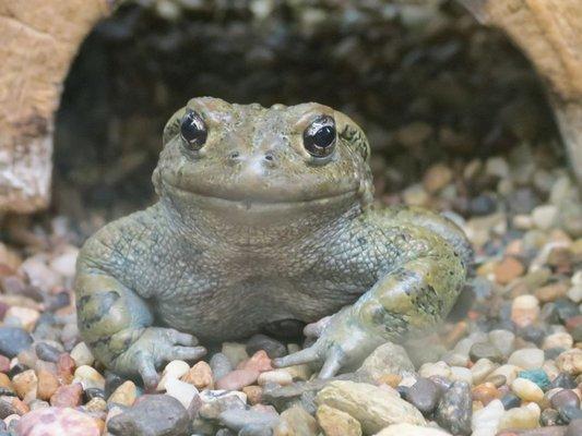 This is Polly, our western toad! Visit her and other native animals at our Vasona location!