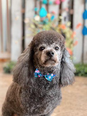 Southern Paws Dog Grooming & Spa