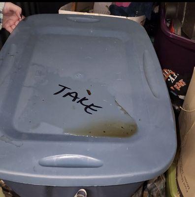 Puddles of water on the plastic lidded bins.