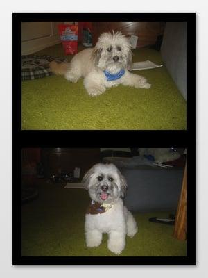 Before Stylin' Doggy and After Stylin' Doggy....