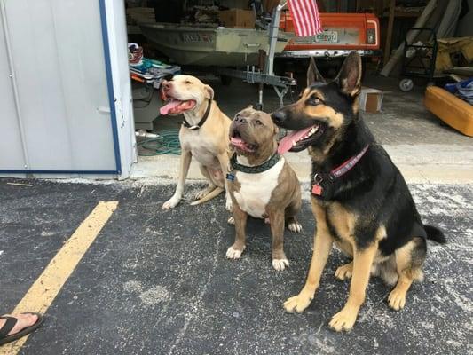 Our neighboring business owners decided to bring in their dogs so we did the same. Ours, Bruce, is in the middle