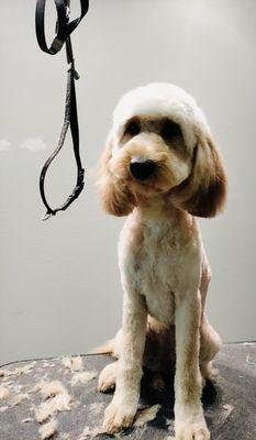 A very good Summer cut Golden doodle Face.