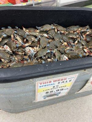 Blue Crabs