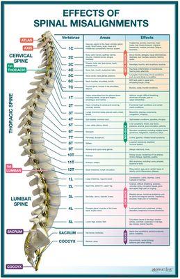 Detailed poster located in the treatment room to dispaly nervous system connections