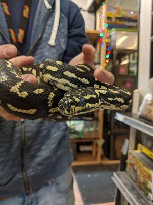 Carpet python