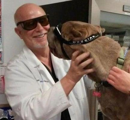 Dr. Kendrick with Cane Corso undergoing Companion Laser Treatment