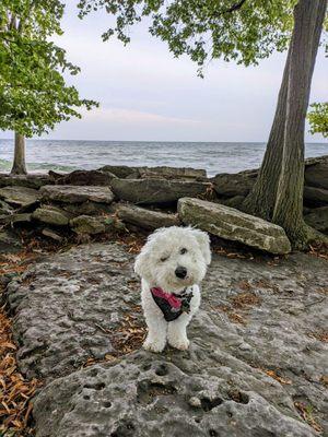 Wally exploring by the lake - lifewithhanny