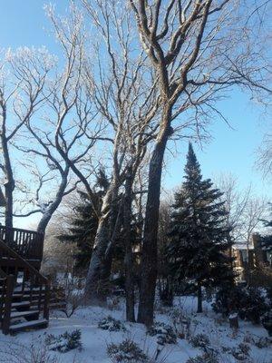 Large Oak Trees removed by Just For Trees