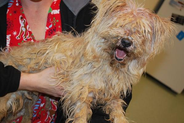 Bark Avenue donates services to the Northwest SPCA, helping badly matted dogs feel better and look more adoptable. Swifty BEFORE