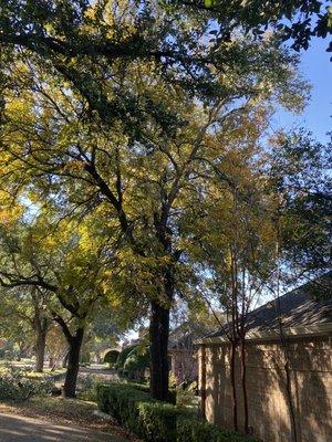 Tree removal