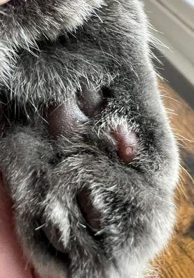 My cat's paw after being groomed by Sandra Dolberg at Briarwood Animal Hospital