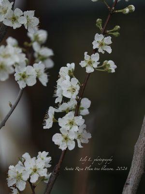 Santa Rosa Plum tree blossom. 2024 Spring