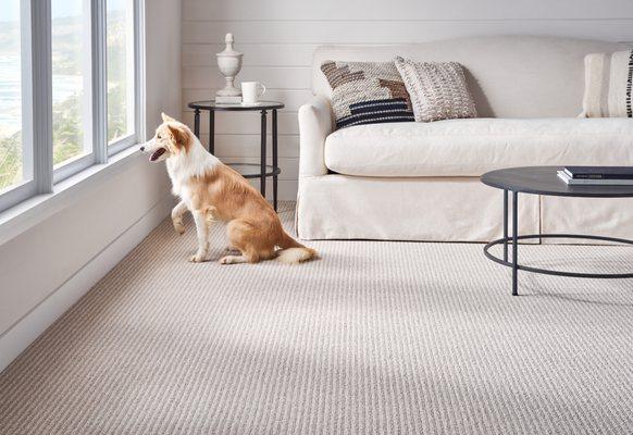 Best Carpets and Interiors