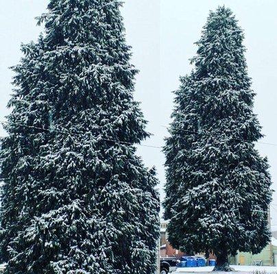 Campus has some gorgeous scenery from the snow storm last month.