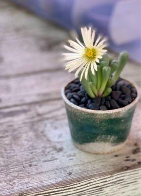 Valerie planted 100 of these ... each one with decorative rocks and each plant chosen to match each pot!