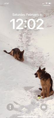 Top of Wrightwood. Walk the trail 100 yards in. Safe for puppies,Our puppies first play date at 8 months old