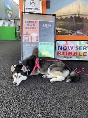 We love our dog friendly places  great Taro bubble tea