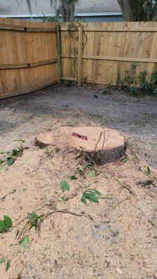 Stump 4 feet