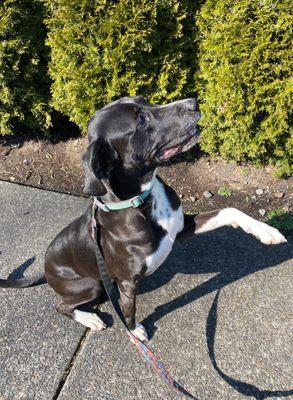 Wendell, NWAC rescue adopted in 2022