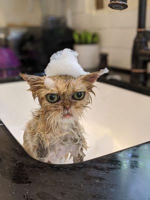 Persian Cat Bath