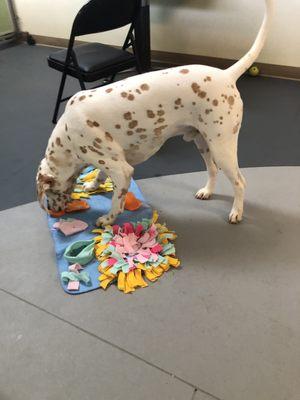 Pongo devouring a snuffle mat