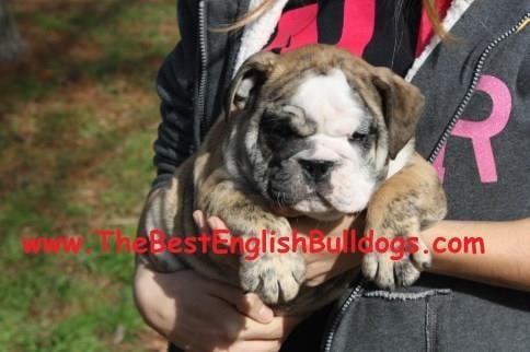 Just one of the health and happy home-raised English bulldogs that we have provided to the community.