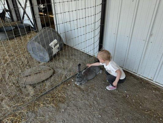 Bunnies