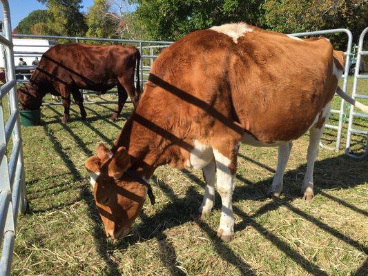 Fed cows