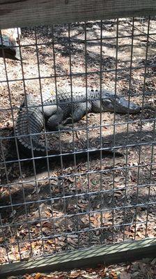 Huge crocodiles!