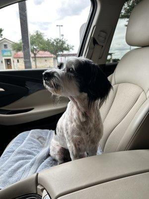 My dog Chanelly feeling great after her groom.