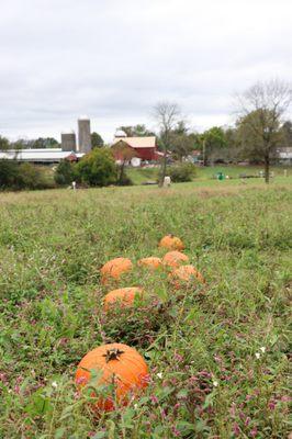 Corn Maize, Pumpkin picking and hayrides in October