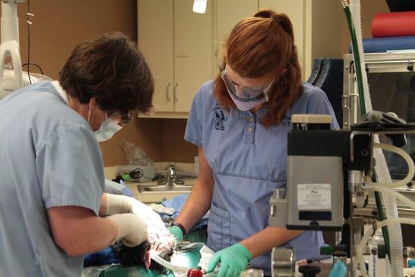 Dr. Gretchen Gale and Edna, RVT, perform dentistry.