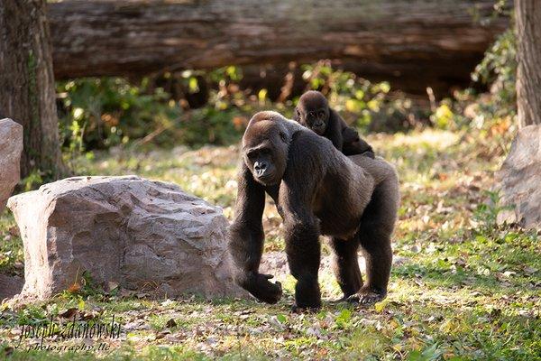 Mother Gorilla and little one going for a walk at the zoo.  They sure saw some strange folks there.