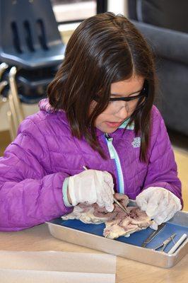 5th grader dissecting a sheep's heart.