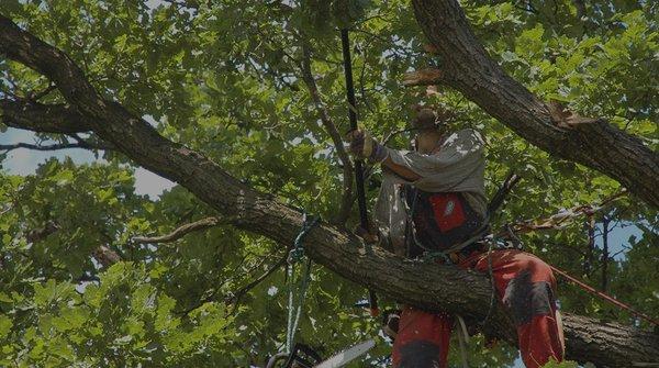 Tree Service