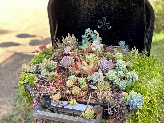 Very fun, succulents in a bbq grill.