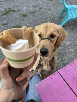 Pup cup 10/10  -- Atlas is a pup cup aficionado and licked his cup clean!